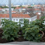 urbani vrt Iblerov neboder- Hausbau magazin